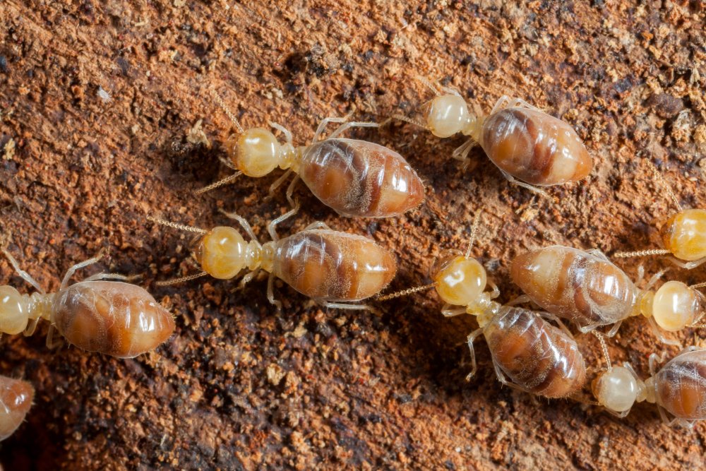 Termite Damage: Protecting Your Home and Stopping Them