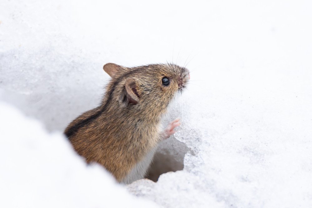 Rodent Control in Winter Keeping Mice and Rats Out