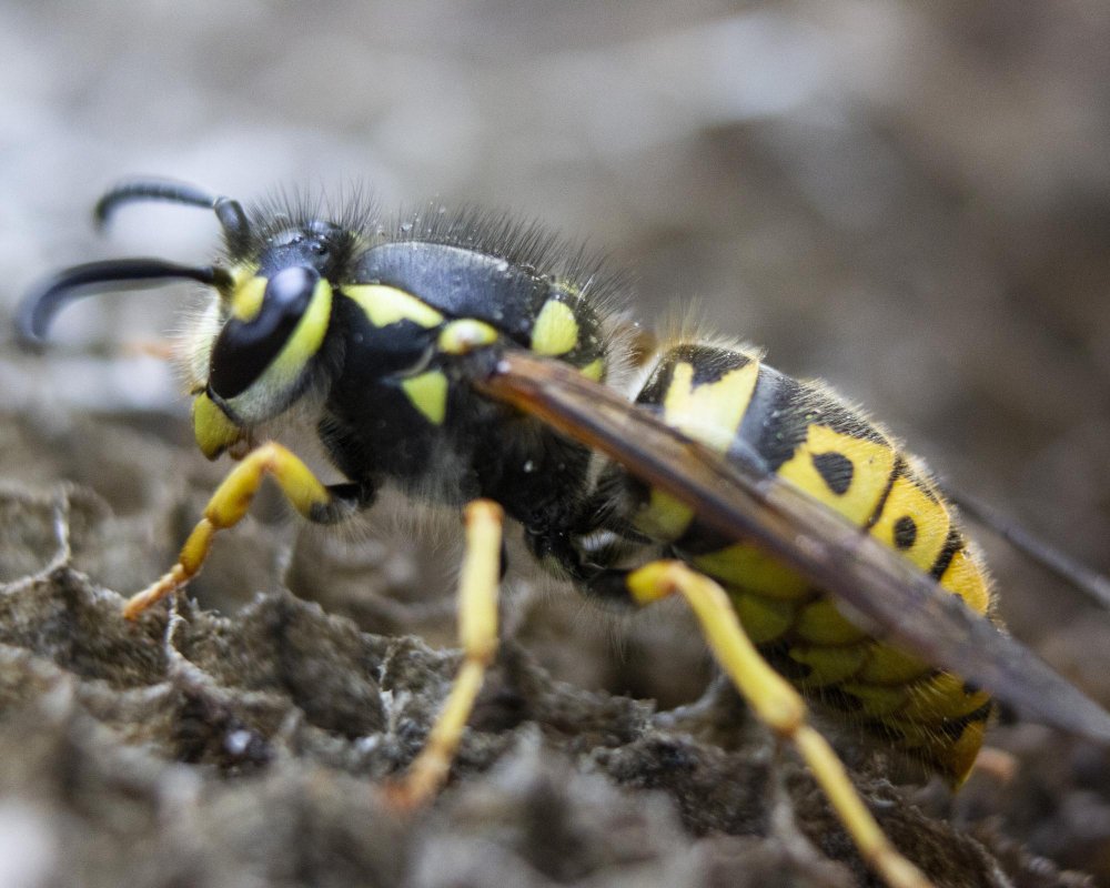 Identifying Different Types of Stinging Insects