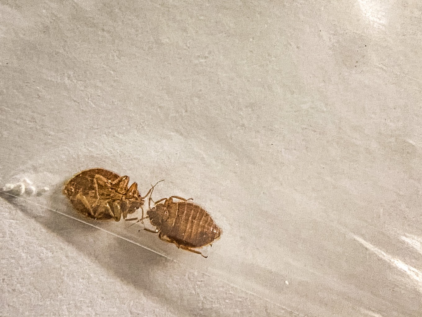 How Bed Bugs Spread